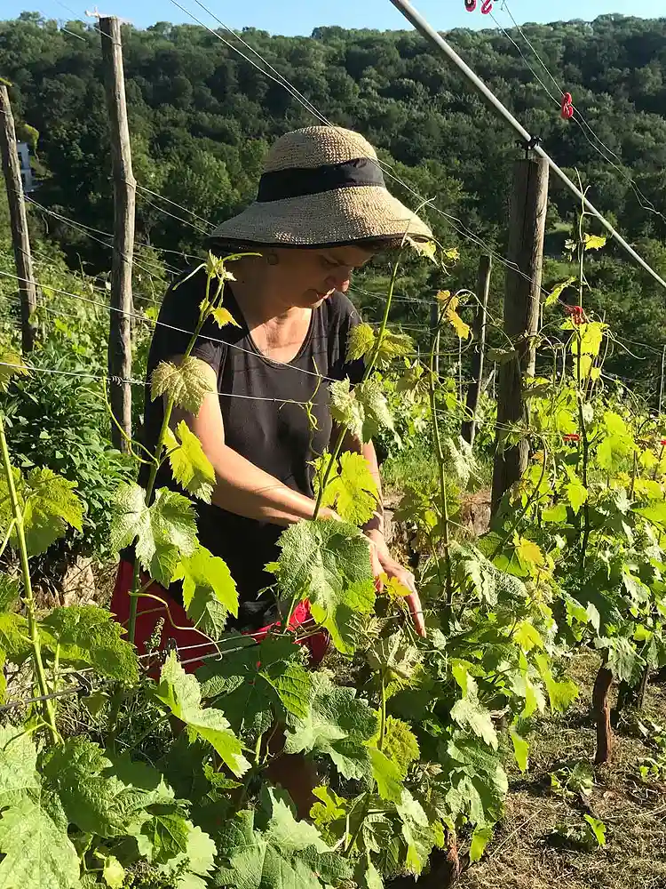 Eva Sauer im Weinberg bei der Arbeit