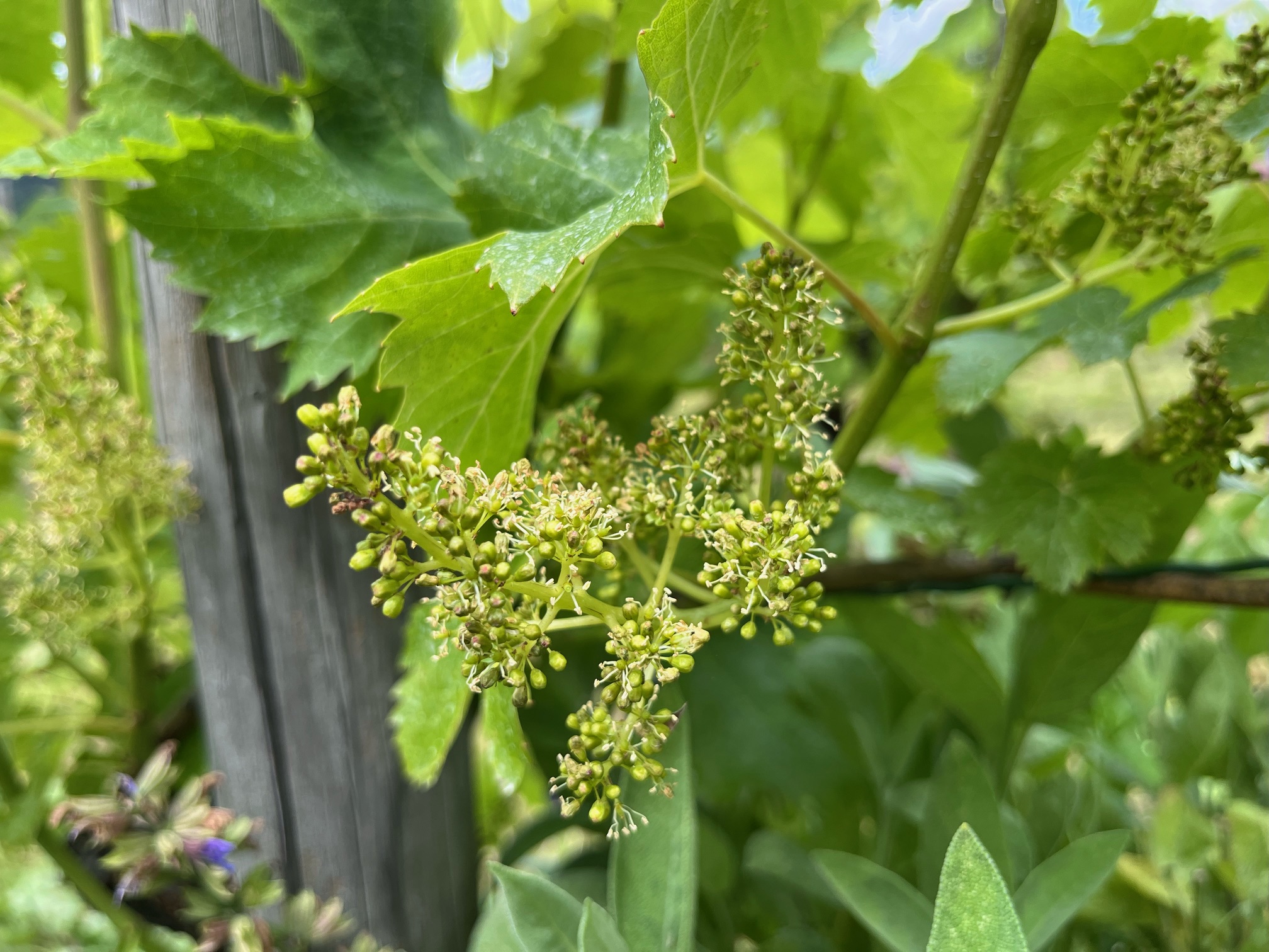 Blüte im Weinberg