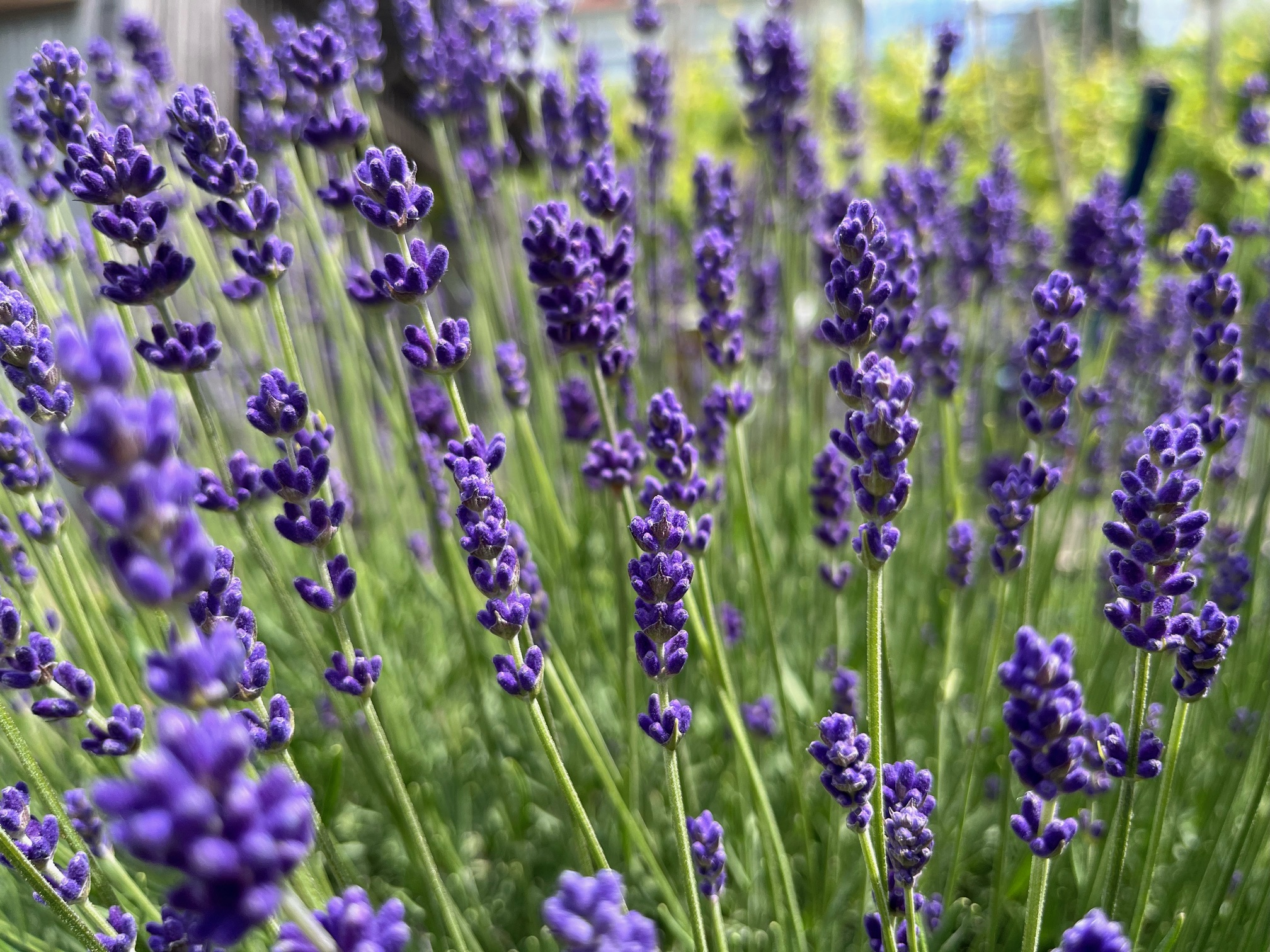 Blüte im Weinberg