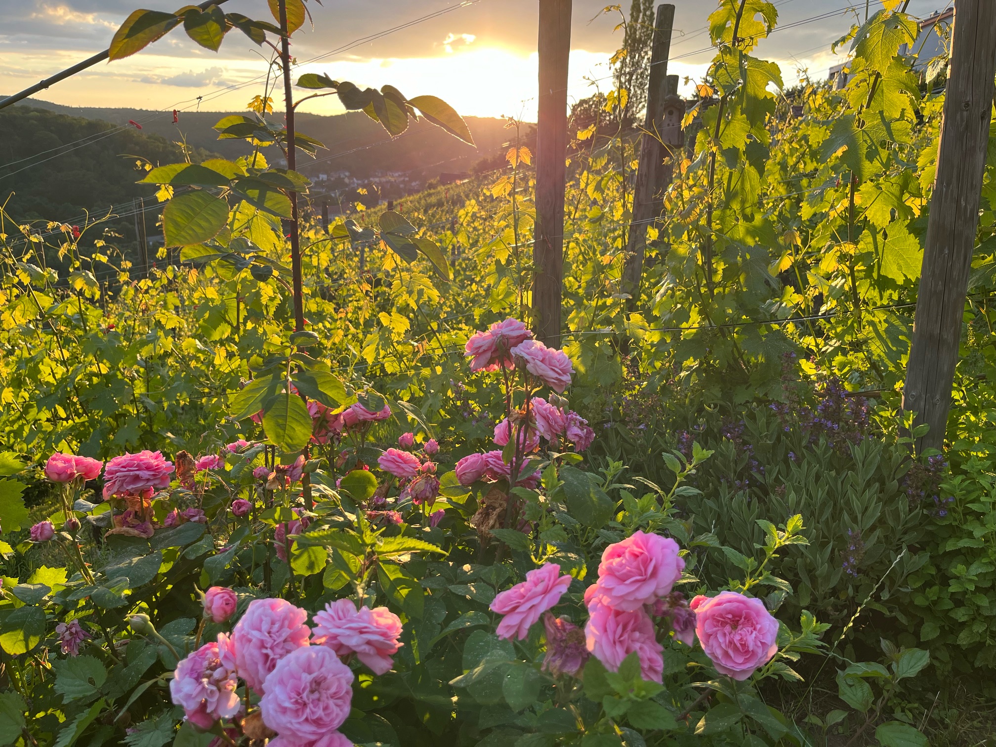 Blüte im Weinberg