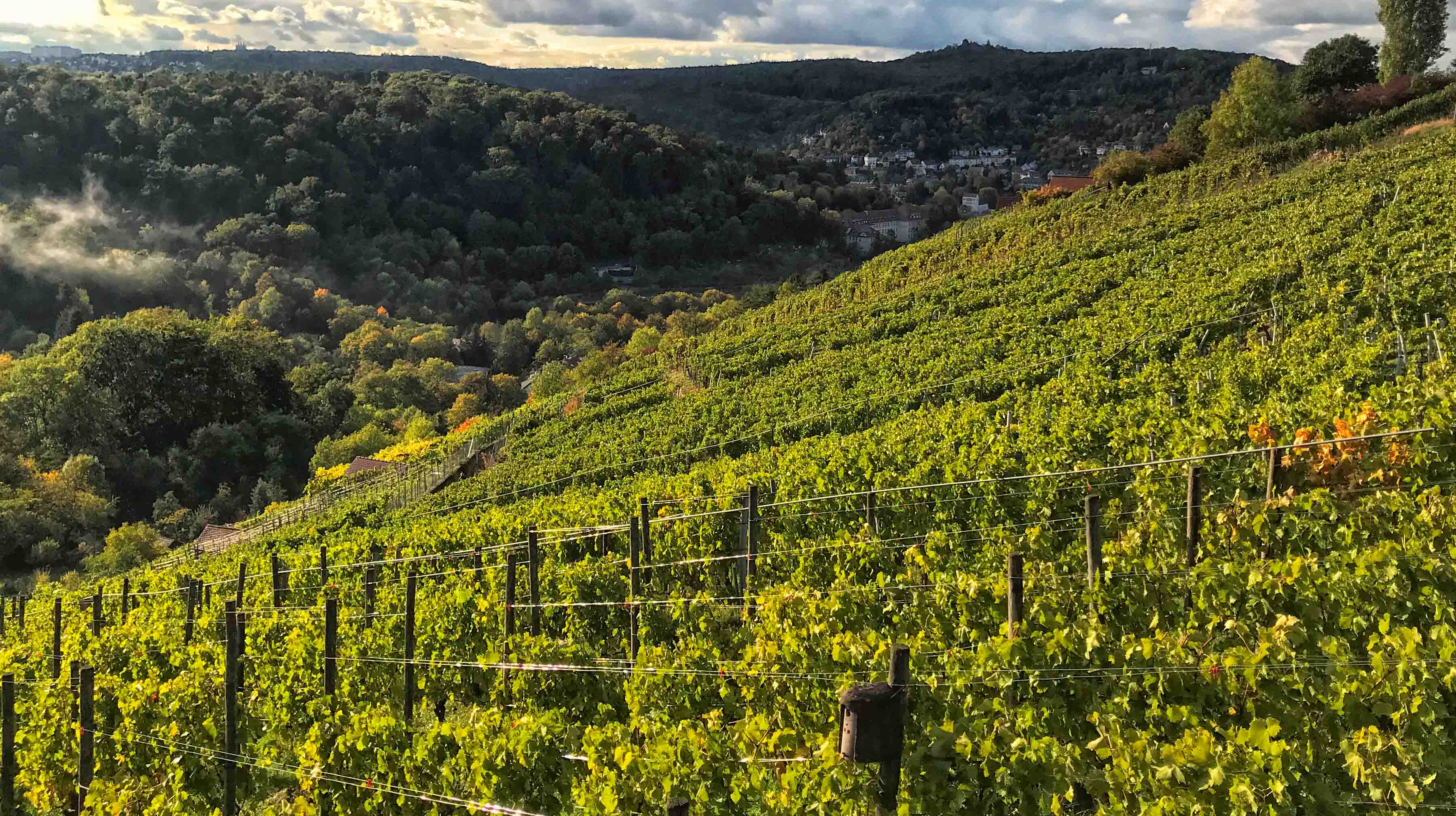 Wetzel-Weine im Weinberg