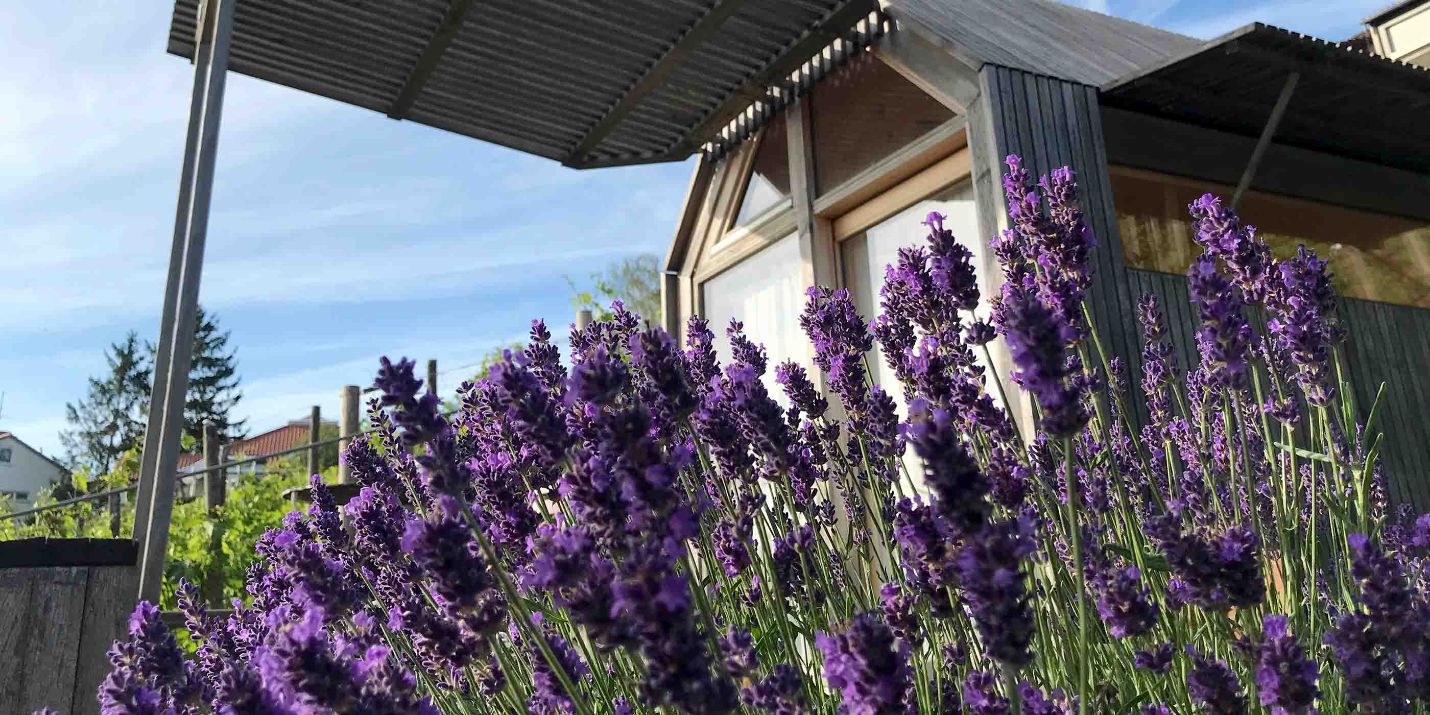 Lavendel im Weinberg Wetzel