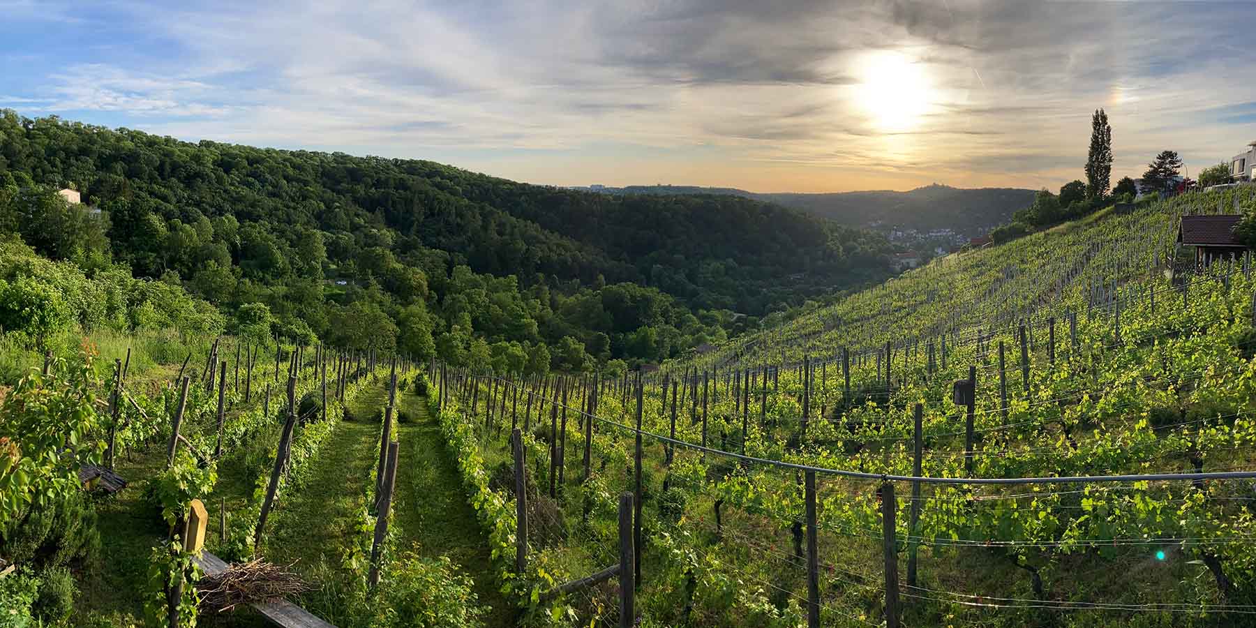 Weinberg Panorama